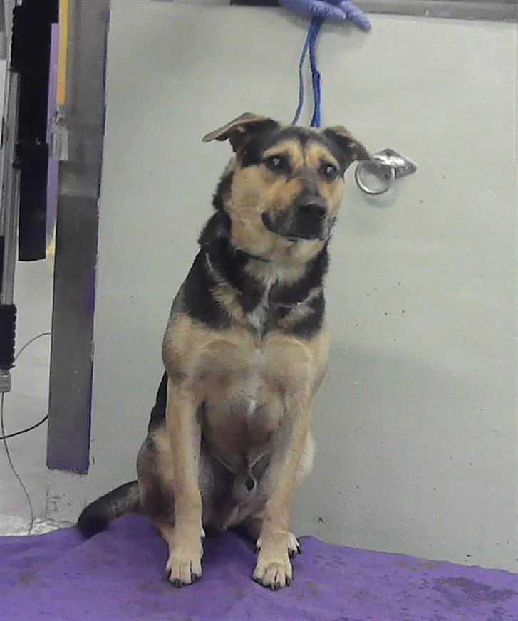An adult medium-sized male Labrador Retriever dog named Cash for adoption in Houston, TX