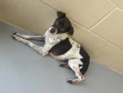 An adult small-sized female Brown / Chocolate Chihuahua dog named Marla for adoption in Harlingen, TX