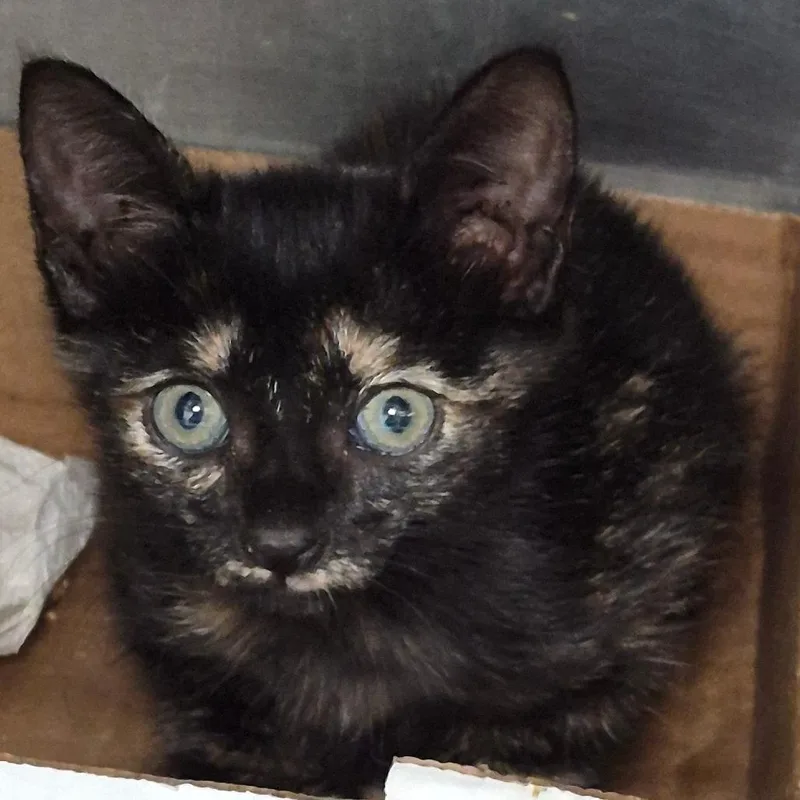 A baby small-sized female Tortoiseshell Domestic Short Hair cat named Jill for adoption in Vieques, PR
