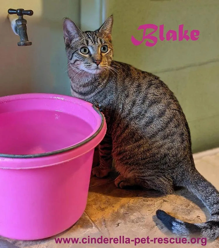 A baby medium-sized female Domestic Short Hair cat named Blake for adoption in Mission, TX