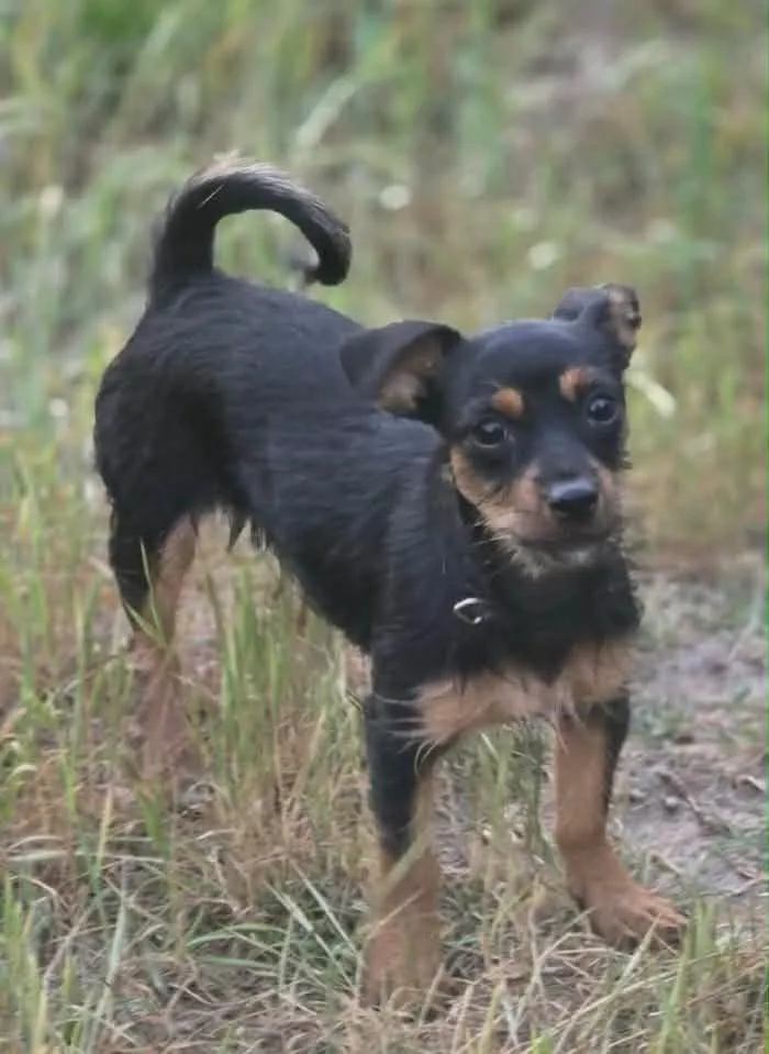 A baby small-sized female Chihuahua dog named Lilly Dublin for adoption in Gorham, ME