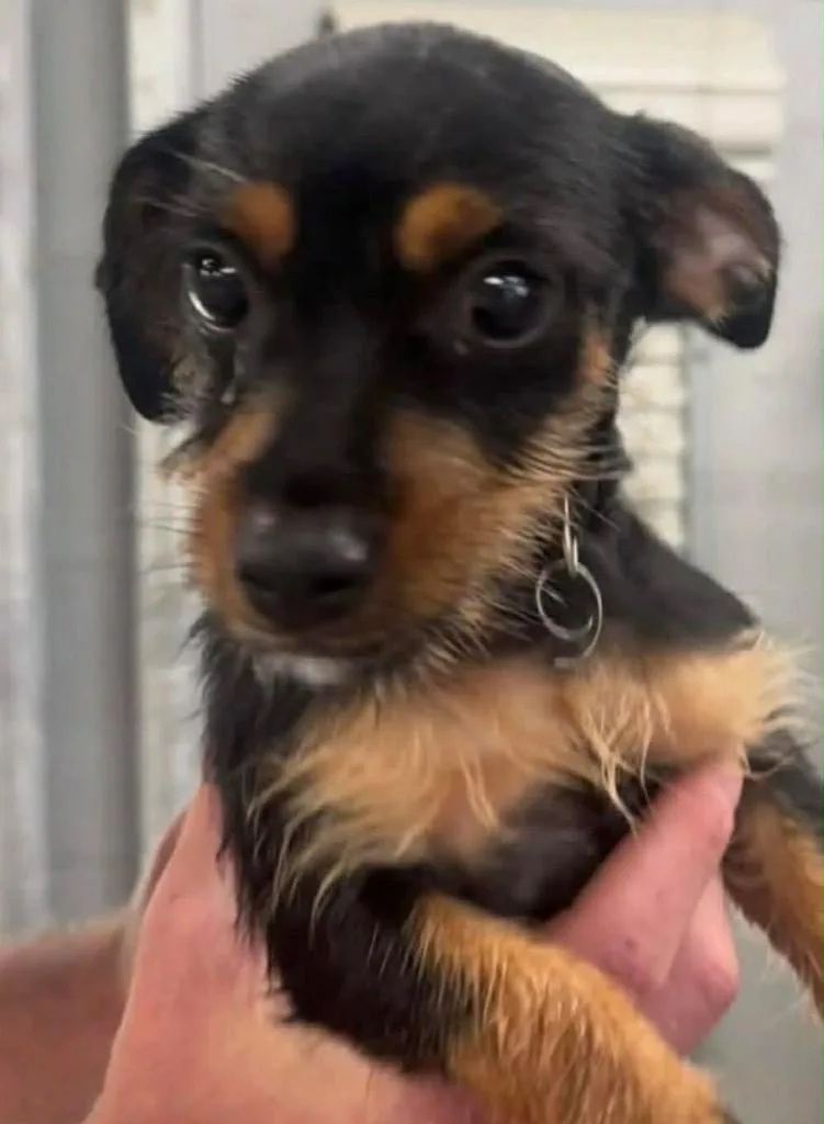 Lilly Dublin thumbnail 2