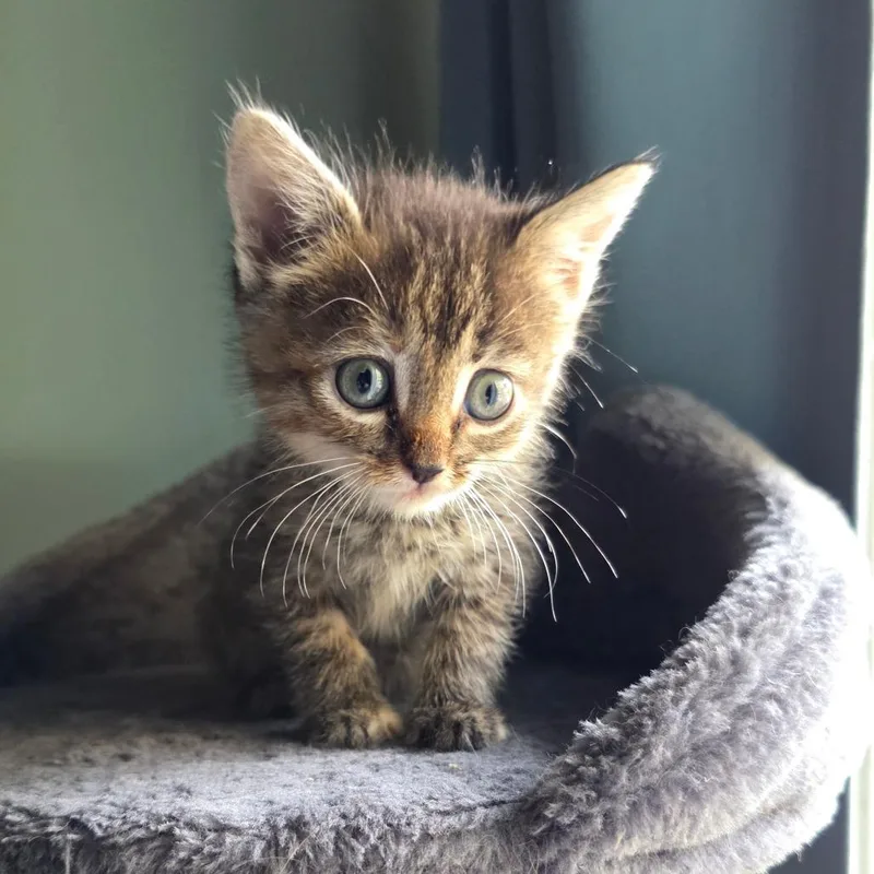 A baby small-sized female Tortoiseshell Domestic Short Hair cat named Braxton for adoption in Normal, IL