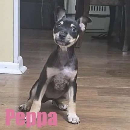 A baby small-sized female Terrier dog named Peppa for adoption in Ellicott City, MD