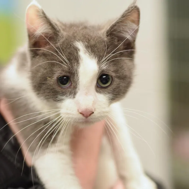 A baby small-sized male Gray / Blue / Silver Domestic Short Hair cat named YoYo for adoption in Belleville, IL