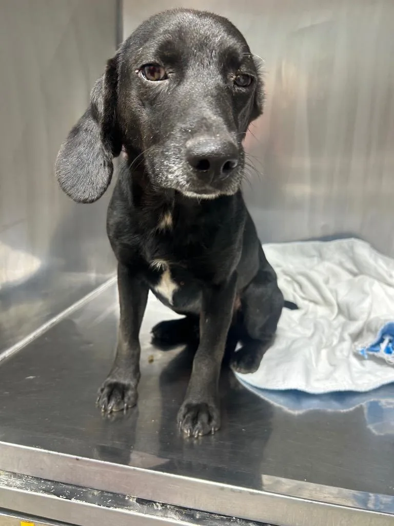 A baby medium-sized male Black Labrador Retriever dog named Vincent Van Gogh for adoption in Morgantown, KY
