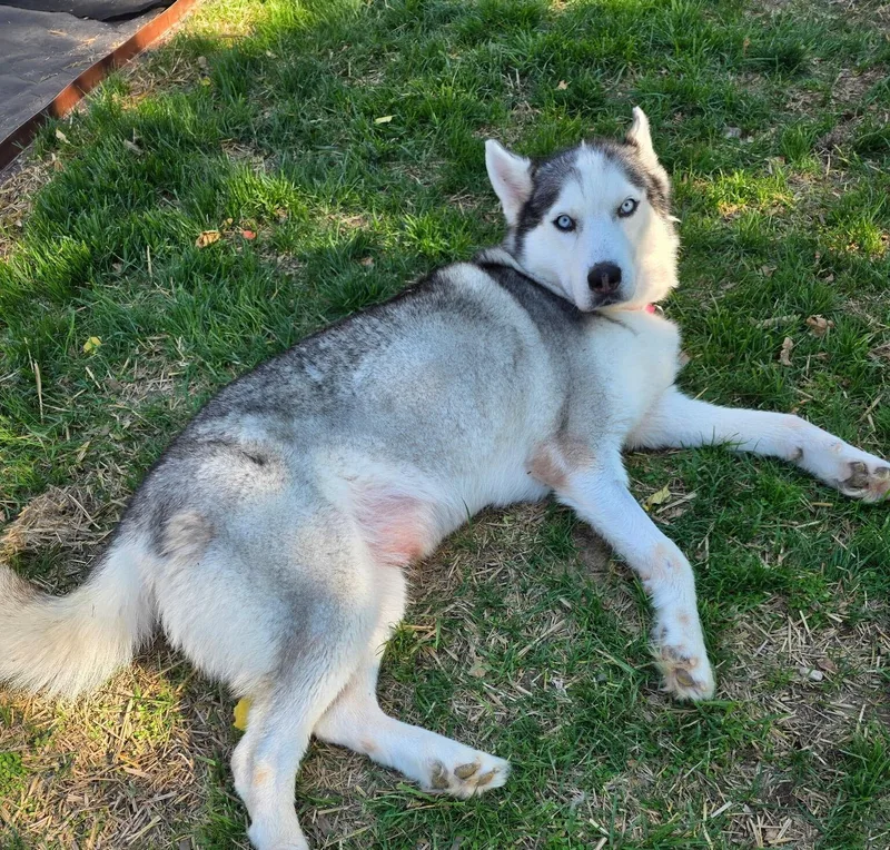 An adult large-sized female Siberian Husky dog named Sugar for adoption in Cottonwood Heights, UT