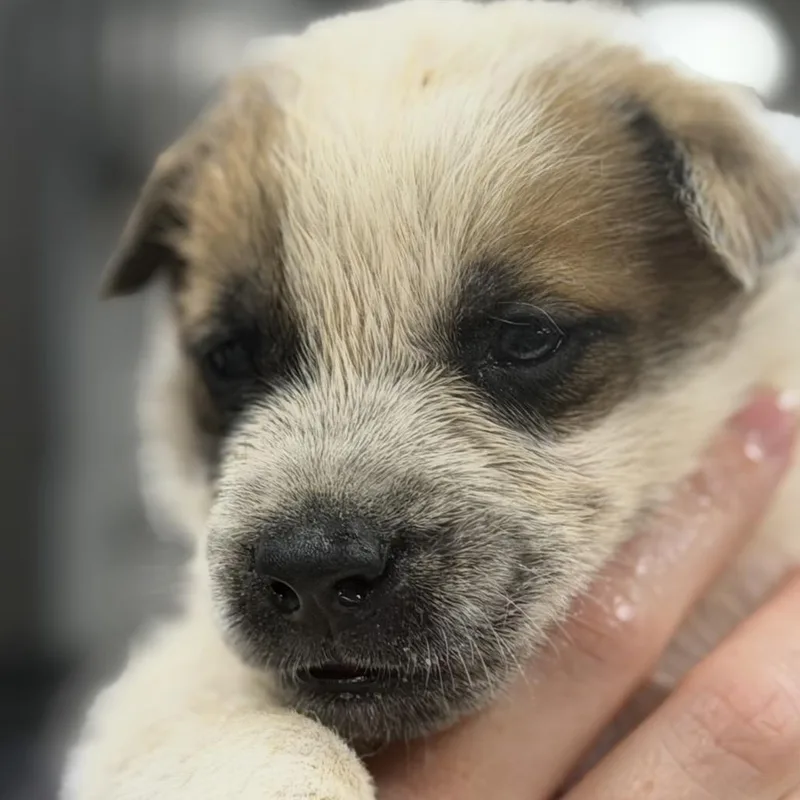 A baby small-sized male White / Cream Mixed Breed dog named Techno for adoption in Midland, TX