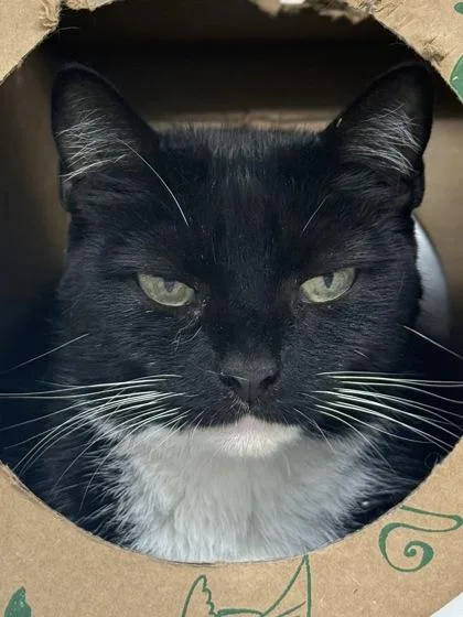 An adult medium-sized female Domestic Short Hair cat named Domino for adoption in West Chester, PA