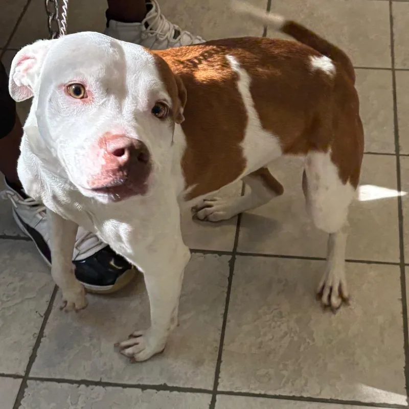 An adult large-sized female Brown / Chocolate Mixed Breed dog named Strayfortbenningroad for adoption in Columbus, GA