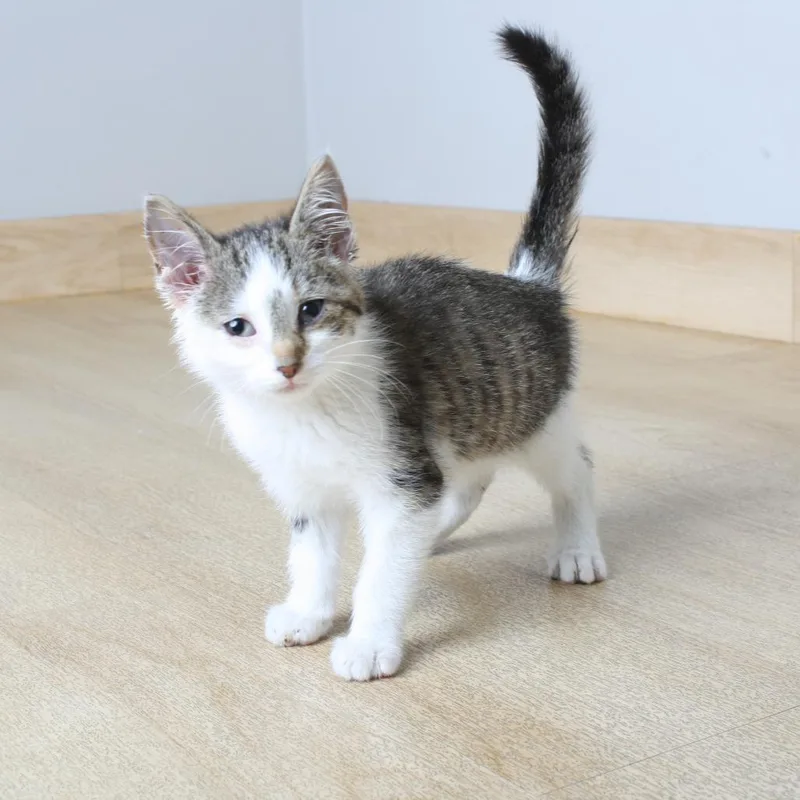 A baby small-sized female White Domestic Short Hair cat named Expedition C for adoption in Minnetonka, MN