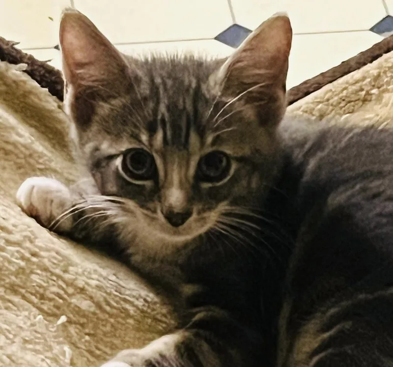 A baby medium-sized male Black & White / Tuxedo Domestic Short Hair cat named Nathanieland Zachary for adoption in Hoboken, NJ