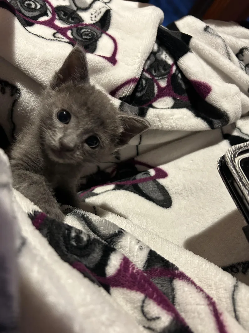 A baby small-sized female Domestic Short Hair cat named Betty for adoption in Long Beach, CA