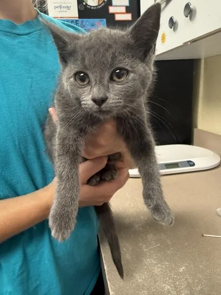 A baby small-sized female Domestic Short Hair cat named Ugly Sweater for adoption in Salisbury, MD