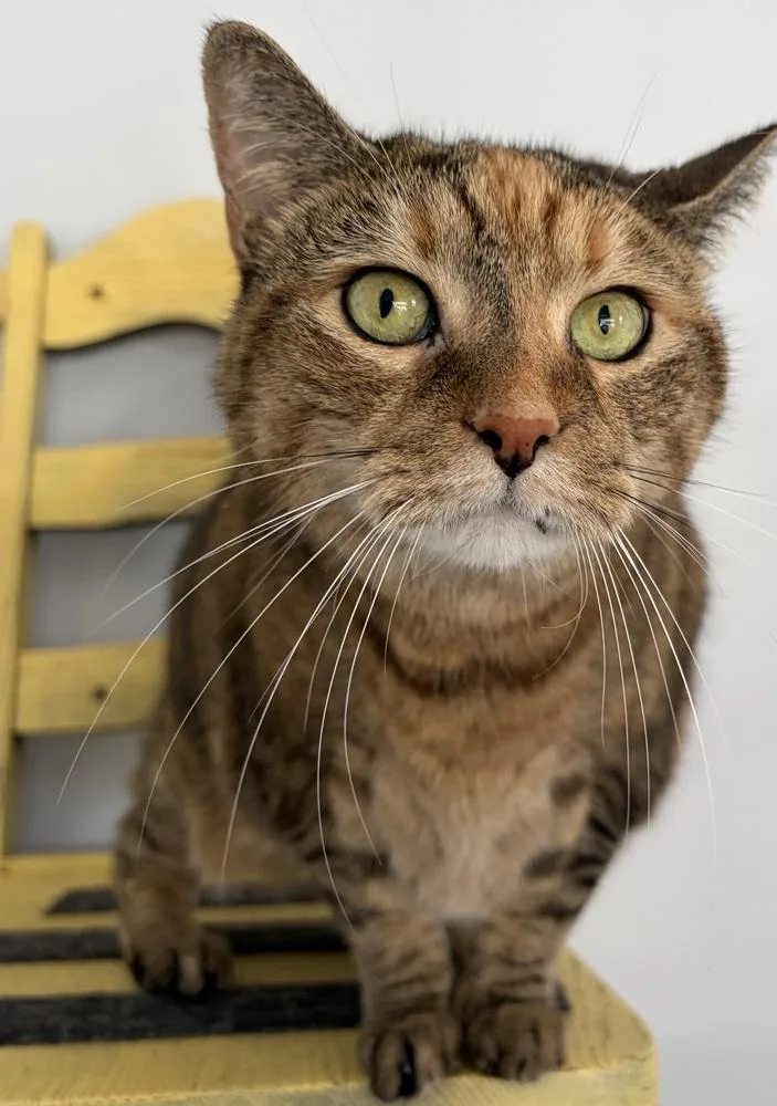 An adult large-sized female Domestic Short Hair cat named W Freya for adoption in Southbury, CT