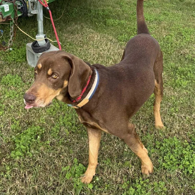 An adult large-sized male Brown / Chocolate Mixed Breed dog named Pauly for adoption in Webster, TX