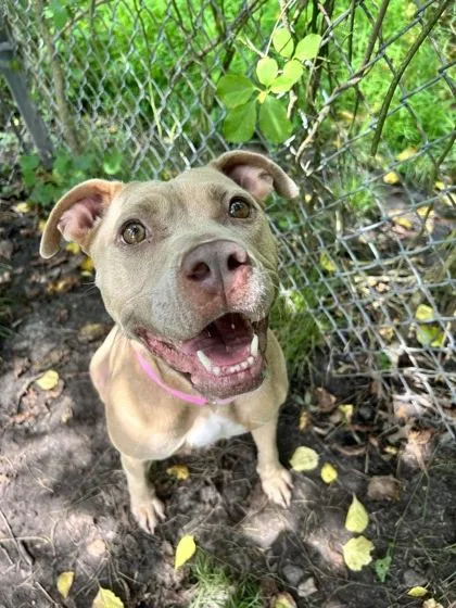 Nala Fka Dog thumbnail 2