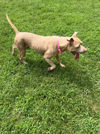 Nala Fka Dog thumbnail 3