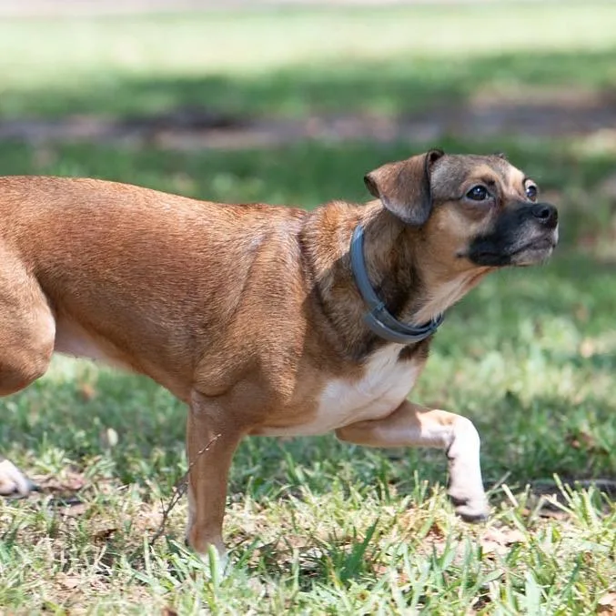 An adult small-sized female Brown / Chocolate Chihuahua dog named Emma for adoption in Salem, OR
