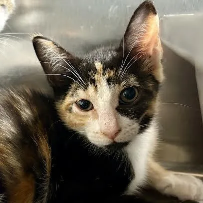 A baby medium-sized female Domestic Short Hair cat named Tulsi for adoption in West Chester, PA