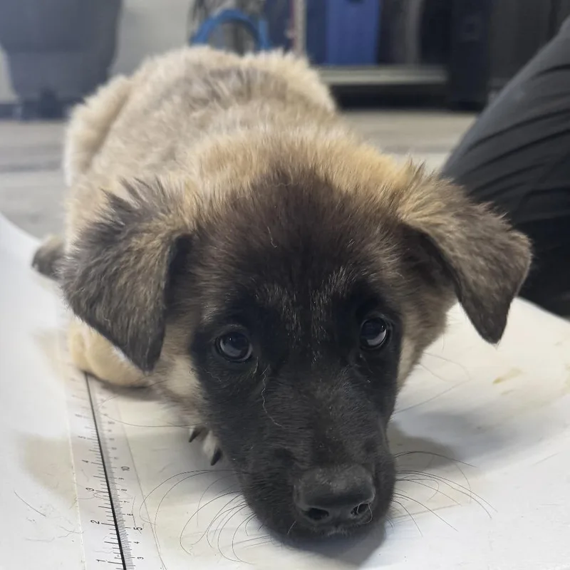 A baby medium-sized female Black Mixed Breed dog named 112044 for adoption in Las Cruces, NM