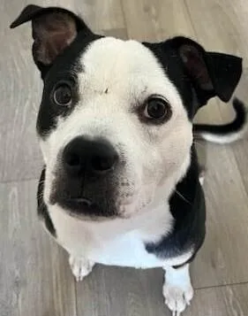 An adult medium-sized male Terrier dog named Nija for adoption in Dallas, TX