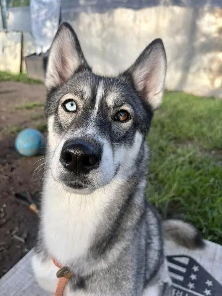 An adult medium-sized female Gray / Blue / Silver Husky dog named Tyra for adoption in Chicago, IL