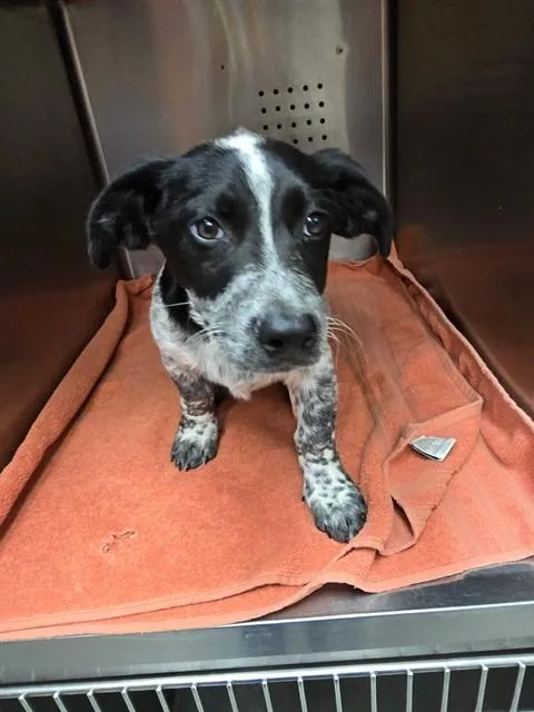 A baby small-sized male Australian Cattle Dog / Blue Heeler dog named Mercury for adoption in Rancho Cucamonga, CA