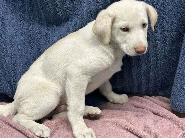 A baby small-sized male English Springer Spaniel dog named Cerberus for adoption in Lancaster, CA
