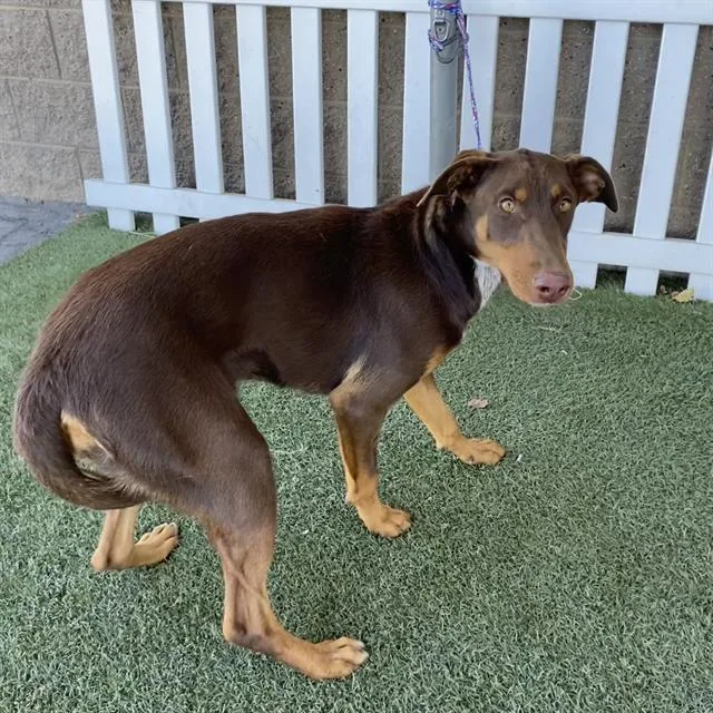A young large-sized female Doberman Pinscher dog named Dove for adoption in Modesto, CA