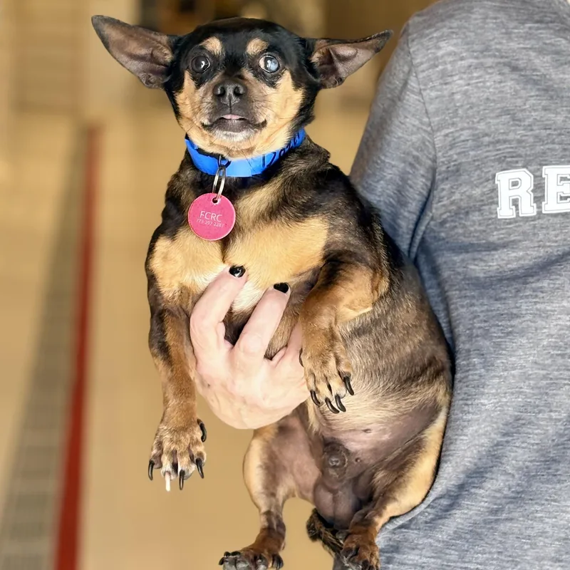 An adult small-sized male Bicolor Chihuahua dog named Dozer for adoption in Chicago, IL