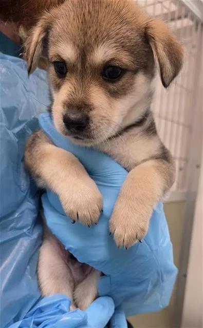 A baby medium-sized male Husky dog named Bologna for adoption in San Antonio, TX