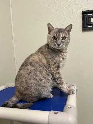 An adult medium-sized female Domestic Short Hair cat named Baby for adoption in Cashiers, NC