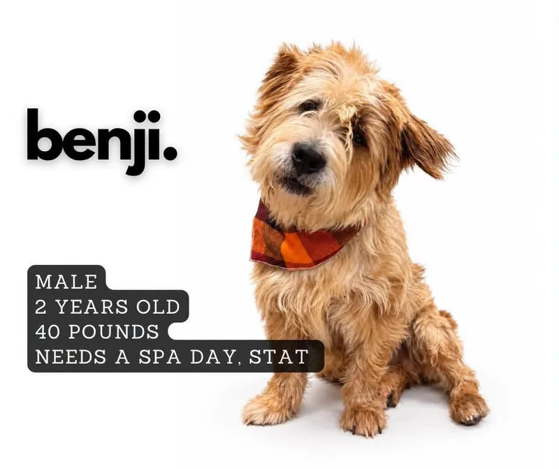 A young small-sized male Terrier dog named Benji for adoption in Ashland, KY