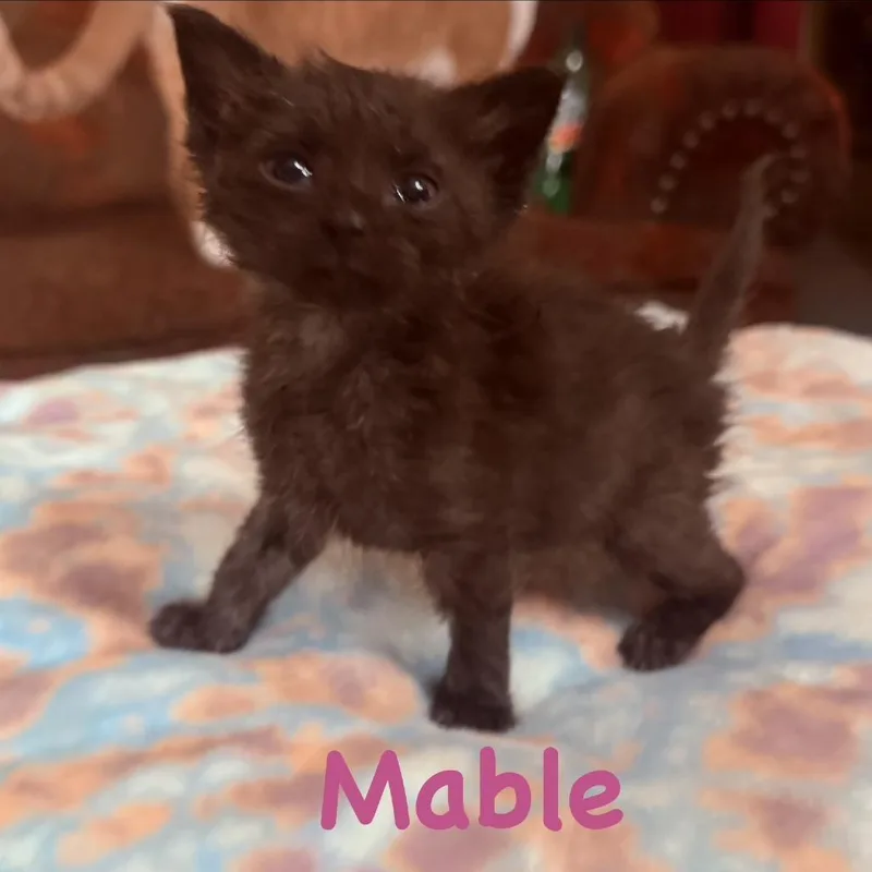 A baby small-sized female Black Domestic Short Hair cat named Mabel for adoption in Richmond, IN