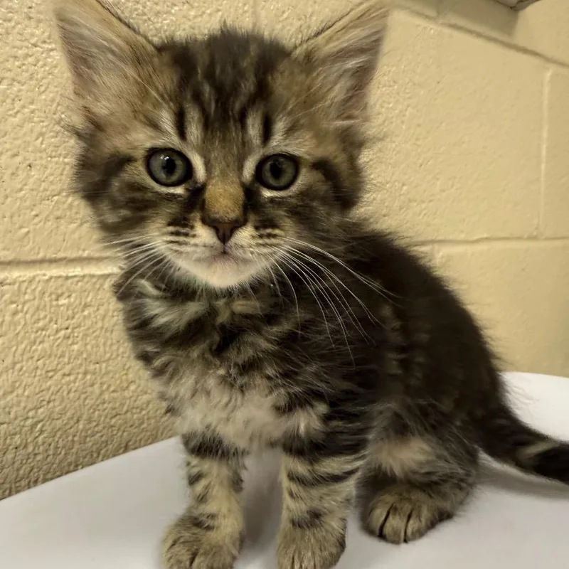 A baby small-sized male Gray / Blue / Silver Domestic Short Hair cat named Arnold Palmer for adoption in Troy, VA