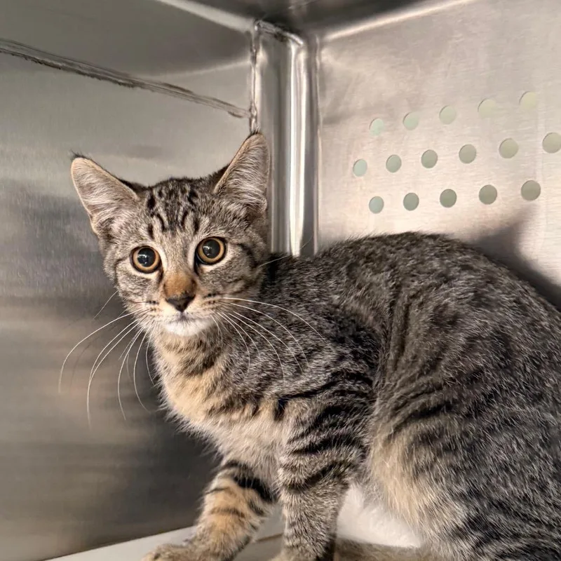 A baby small-sized male Brown / Chocolate Domestic Short Hair cat named Waffles for adoption in Denver, CO