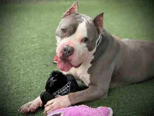 An adult medium-sized male Pit Bull Terrier dog named Virgil for adoption in Bonita, CA