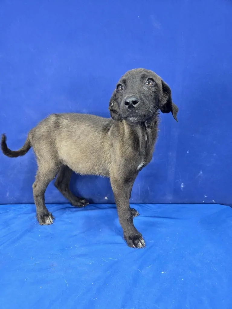 A baby large-sized female Mixed Breed dog named Primrose for adoption in Ruston, LA