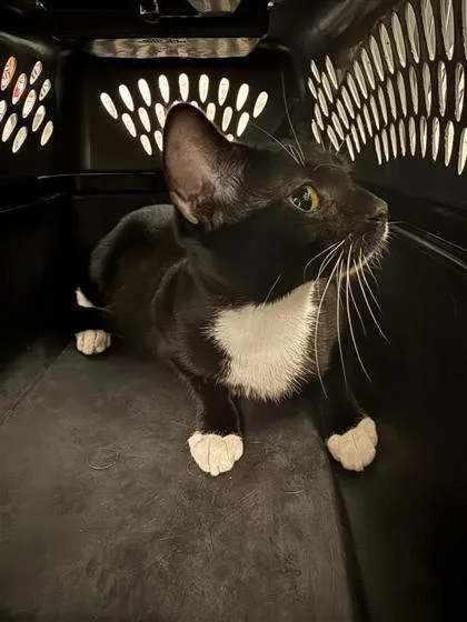 An adult small-sized female Domestic Short Hair cat named Cornelius for adoption in Largo, FL