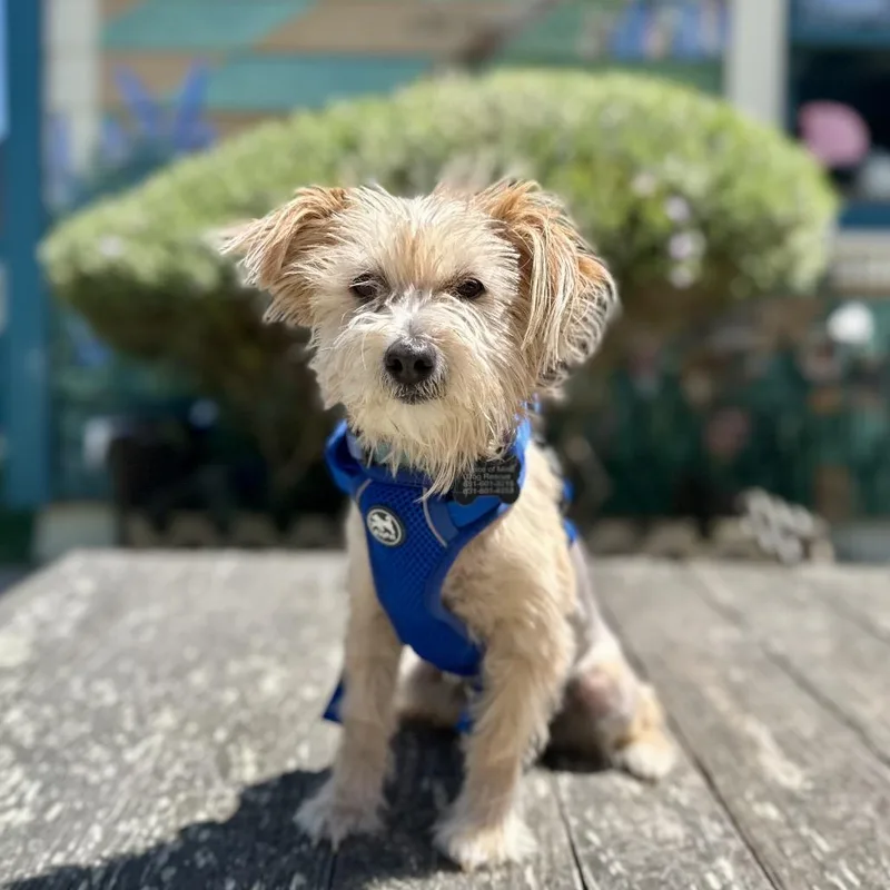 An adult small-sized female Yellow / Tan / Blond / Fawn Terrier dog named Ivy for adoption in Pacific Grove, CA