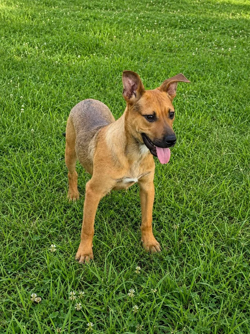 A young medium-sized male Shepherd dog named Anderson Alabama for adoption in Nashville, TN
