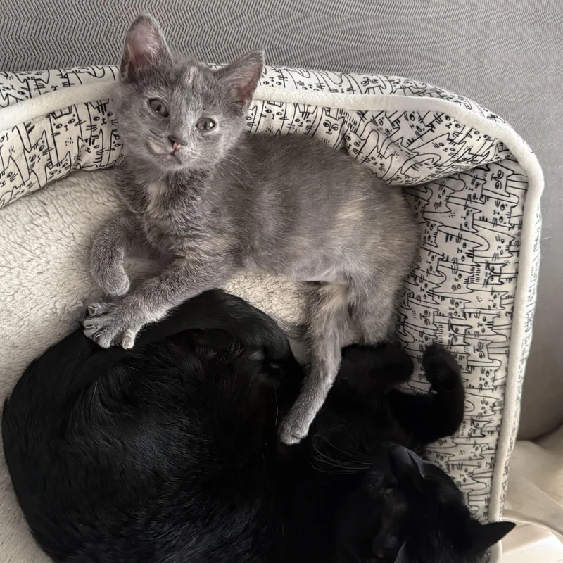 A baby medium-sized female Dilute Tortoiseshell cat named London for adoption in Omaha, NE