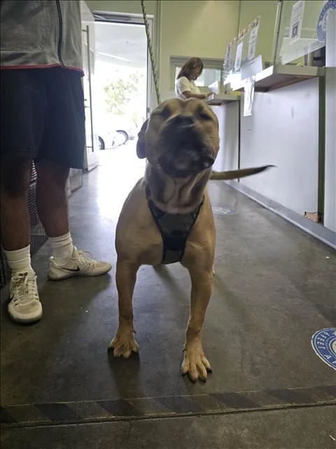 A young large-sized male Pit Bull Terrier dog named Ace for adoption in Los Angeles, CA