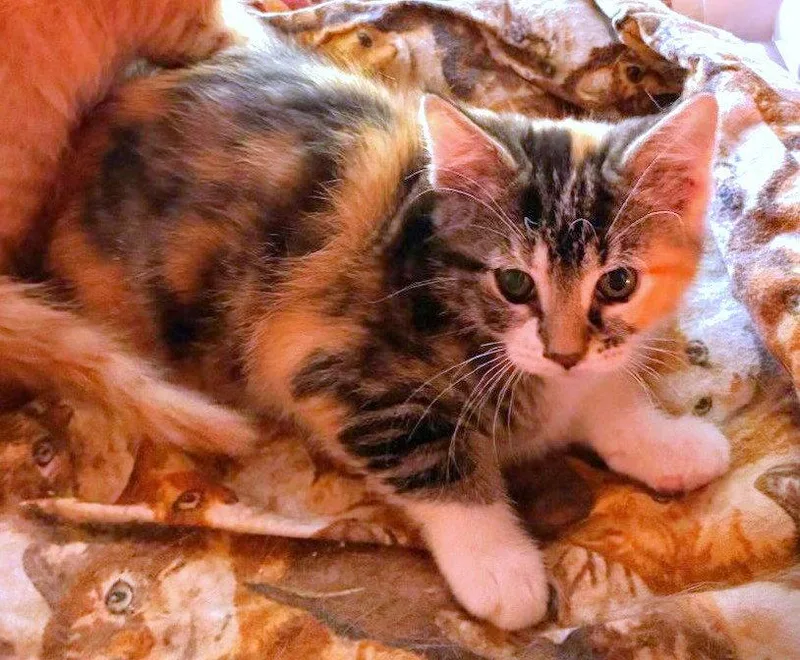A baby medium-sized female Orange / Red Domestic Short Hair cat named Wynnie and Wilson for adoption in Shawnee, KS