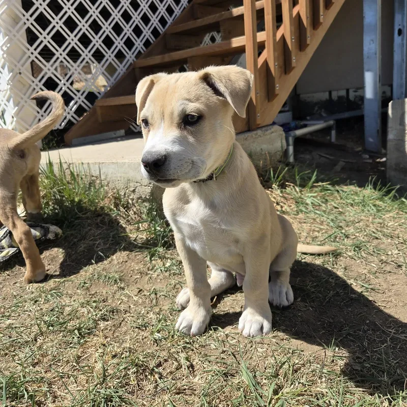 A baby large-sized male Apricot / Beige Mixed Breed dog named Bane for adoption in Loveland, CO