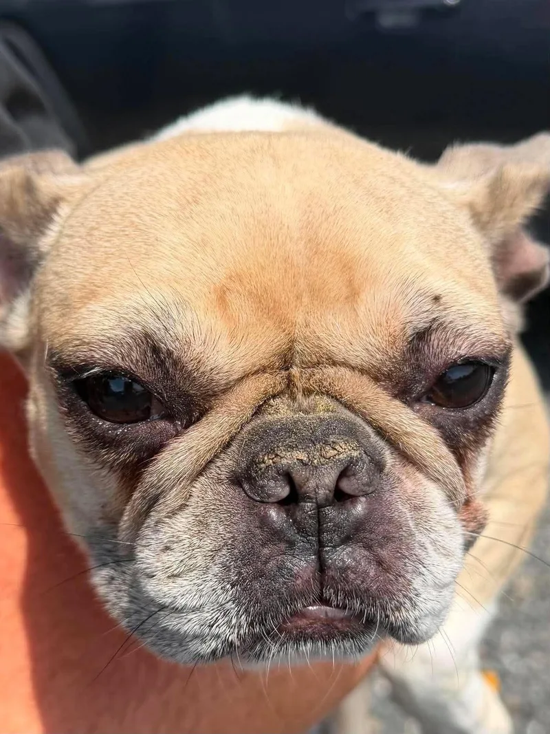 An adult medium-sized female French Bulldog dog named Stitch for adoption in Havertown, PA