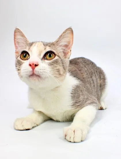 A baby small-sized female Domestic Short Hair cat named Millie for adoption in Morton Grove, IL