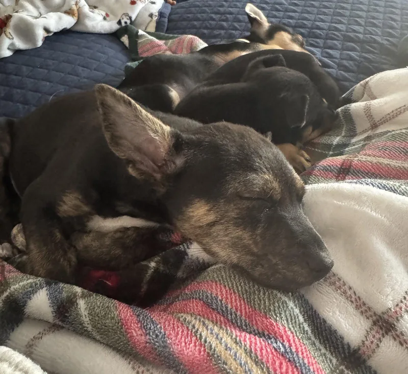 A baby medium-sized male Terrier dog named Brian for adoption in Brooklyn Center, MN