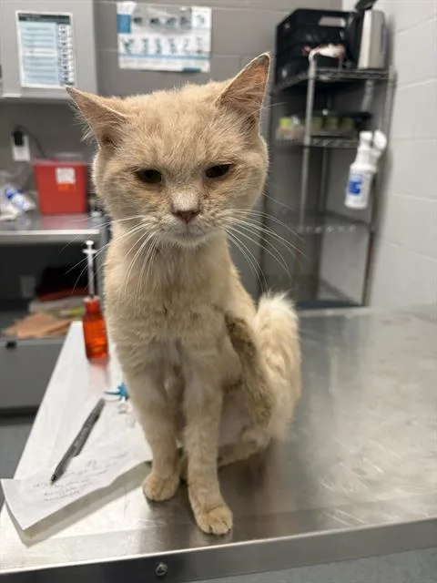 A young medium-sized male Domestic Short Hair cat named Grandpa for adoption in Indianapolis, IN